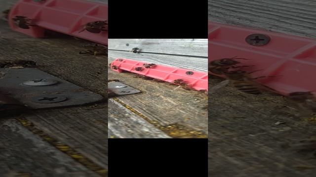 Ива зацвела, пчëлки понесли первую пыльцу.