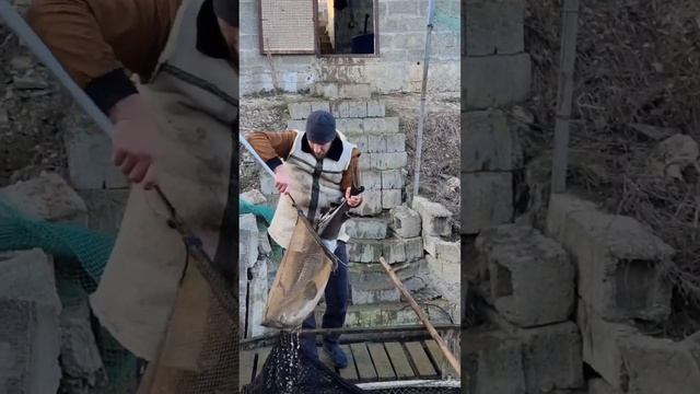 Огромный бестер 45кг смотреть онлайн