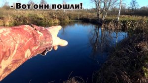 Приехал ловить на лужу 3 опытных щук, которые тут плавают