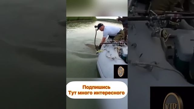Огромный сом #белуга #осетр #рыбалка #стерлядь #икра #черная #чернаяикра смотреть онлайн