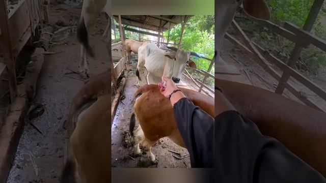 Уколист-профессионал💉🤦♂️😁 смотреть онлайн