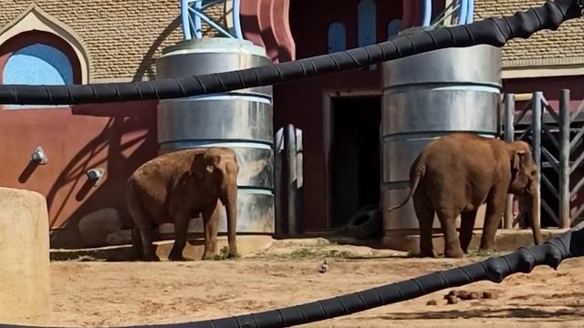 Жирафы, слоны и зебры в зоопарке 🦒 #giraffe #zoo #zooanimals #жирафы #слоны #зебры # зоопарк