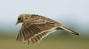 Тютчев Зима недаром злится