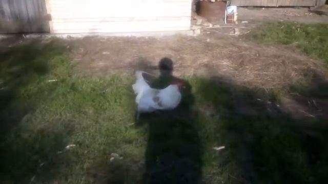 Петух бежит