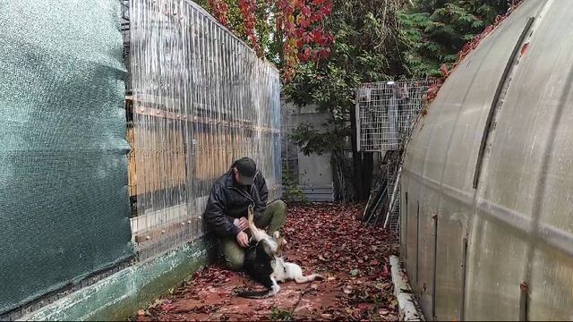 Щенок ВЕО 8 мес. - Валентлайф Черемуха - схватить и держать 2.