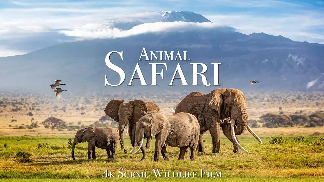 Animal Safari 4K - Scenic Wildlife Film With African Music смотреть онлайн
