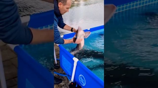 Расул Осетр смотреть онлайн