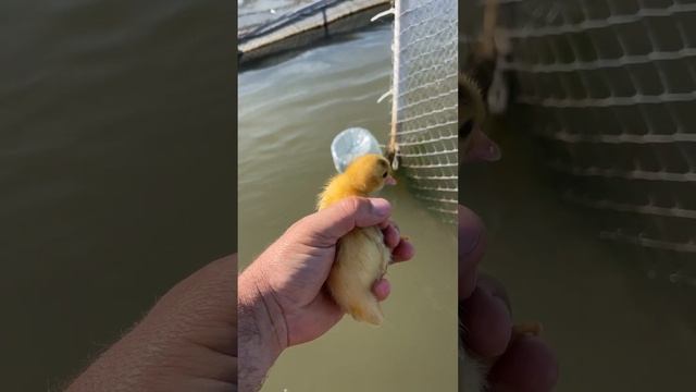 Осетр чуть не съел утенка смотреть онлайн