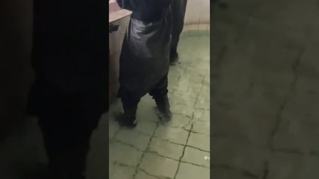 Огромная белуга #белуга #осетр #рыбалка #стерлядь #икра #черная #чернаяикра смотреть онлайн