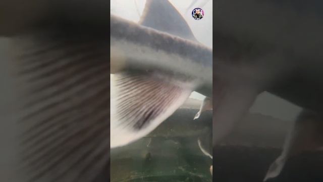 Осетр подводная съёмка #белуга смотреть онлайн