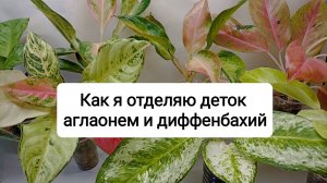 Как я отделяю деток аглаонем и диффенбахий
