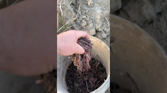 #белуга #осетр #рыбалка #fish #икра #стерлядь #черная #чернаяикра #щука смотреть онлайн