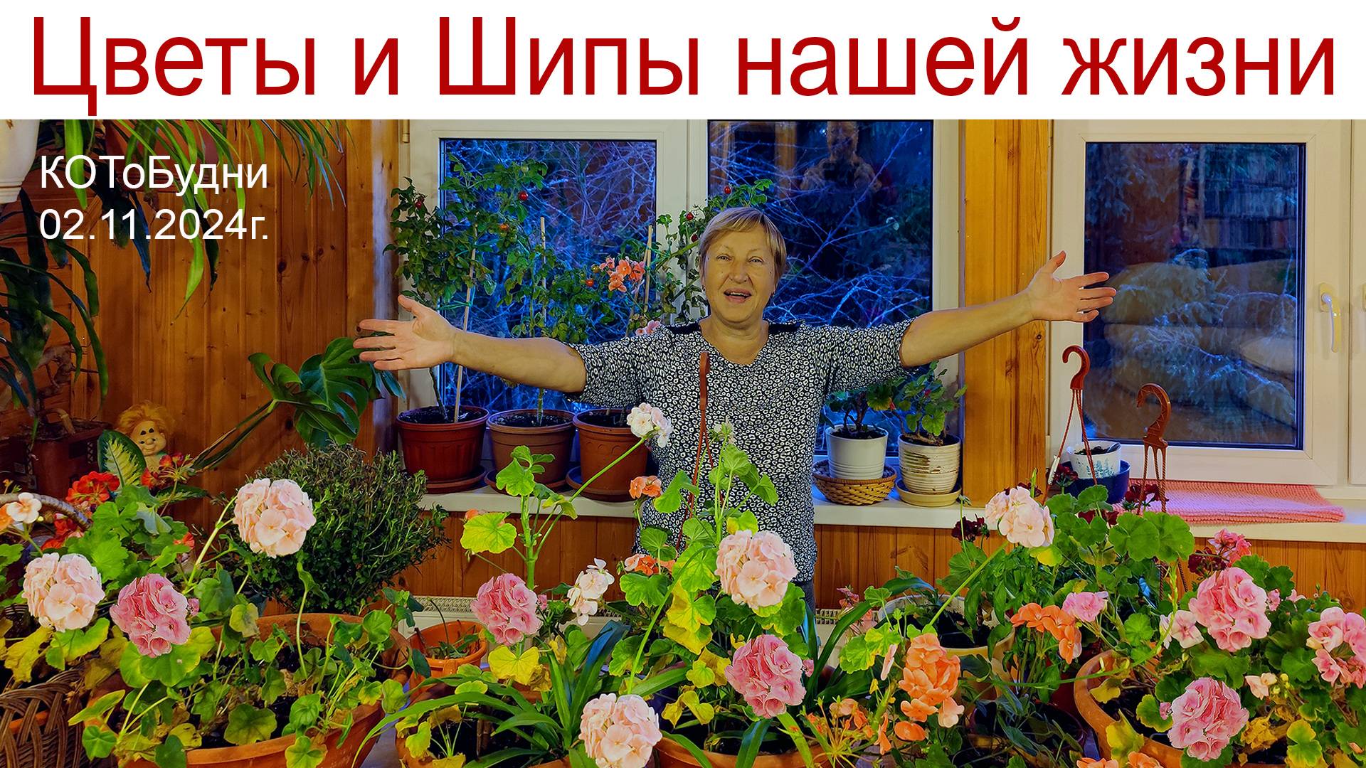 Цветы и шипы нашей жизни или КОТоБудни от 2 ноября 2024 г. смотреть онлайн