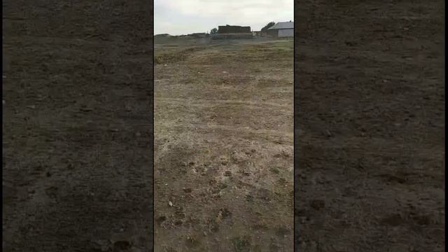 Тыква на хранении Волгоградская смотреть онлайн