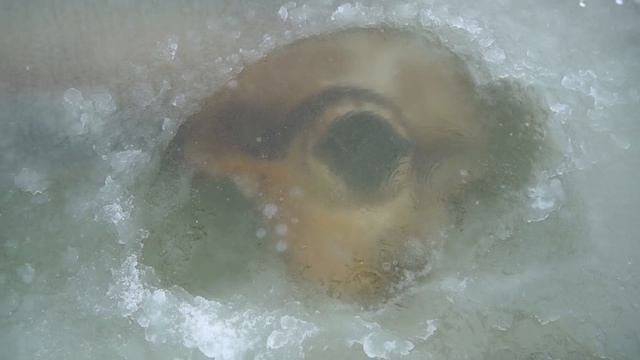 Эти опасные и жуткие находки мы нашли во льдах, где затонула буханка!