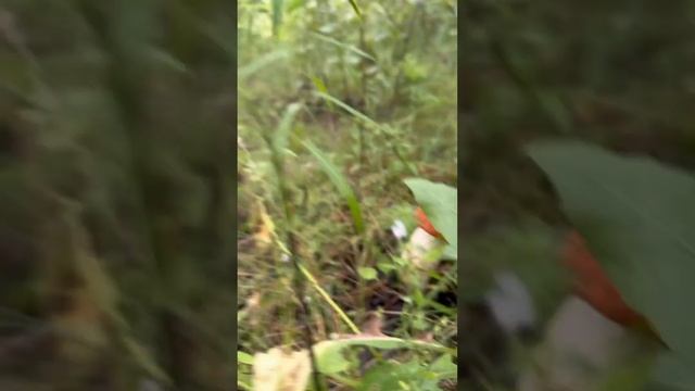 Грибы 2024 #грибы #подосиновики #выходные #ая #сборгрибов