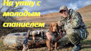 Охота на утку с молодым спаниелем.