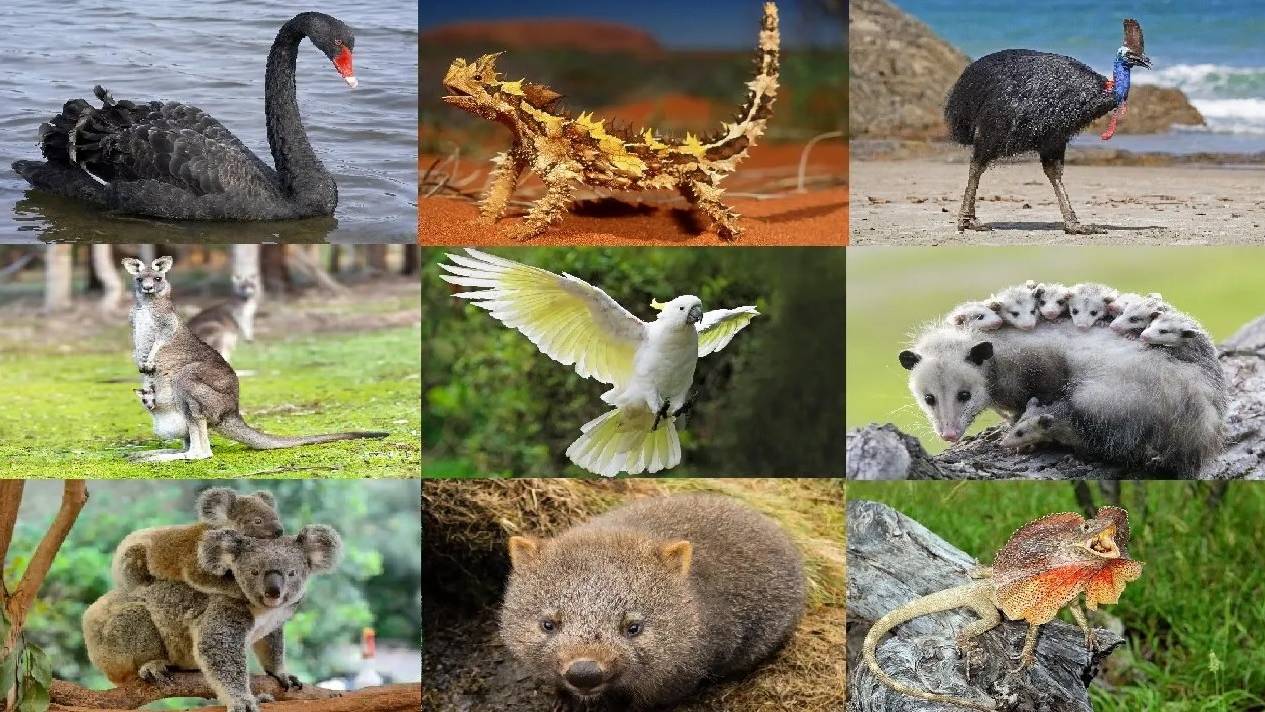 РЕБЯТАМ О ЗВЕРЯТАХ _ В АВСТРАЛИИ _ МУЛЬТИК ПРО ЖИВОТНЫХ_для детей _ развивающее видео_Слушать онлайн смотреть онлайн