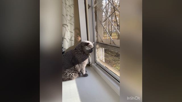 Котик 🐈⬛ смотреть онлайн