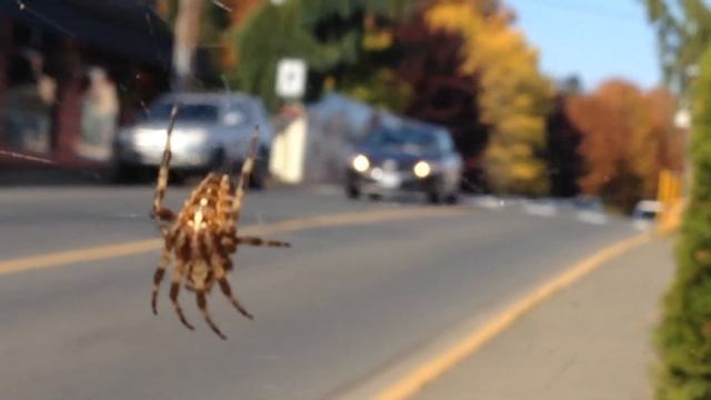 Spider hanging out on a sunny day, watching cars go by. смотреть онлайн