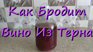 Как Бродит Вино Из Терна В Домашних Условиях