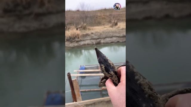 Выпускаю осётра в свободное плавание #белуга #осетр смотреть онлайн