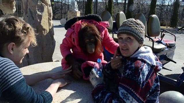 Орангутан ДАНА -ЗВЕЗДА ТАЙГАНА !!! смотреть онлайн