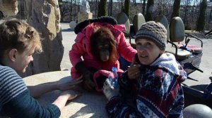 Орангутан ДАНА -ЗВЕЗДА  ТАЙГАНА !!!