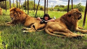 Тайган выпустил львов из вольеров  Крым 2017