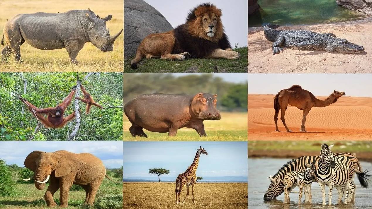 РЕБЯТАМ О ЗВЕРЯТАХ _ В АФРИКЕ _ МУЛЬТИК ПРО ЖИВОТНЫХ _для детей _ развивающее видео _ Слушать онлайн смотреть онлайн