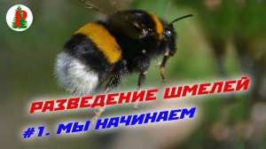 Разведение шмелей  Мы начинаем!