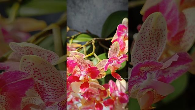 Phal. Chi-Yueh Kaleidoscope бабочка 🌸 Азиатские орхидеи в групповой посадке | Домашнее цветение смотреть онлайн