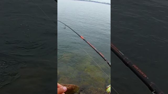 Лакедра на блесну смотреть онлайн