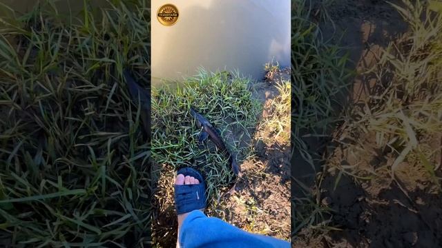 Отпускаем осетра смотреть онлайн