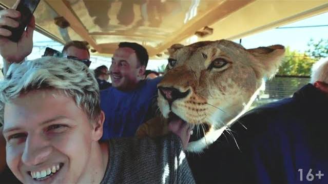 Экскурсия в сафари парк Тайган Парк львов Тайган в Крыму Олег Зубков и его львы смотреть онлайн
