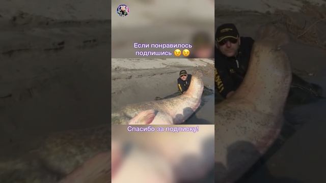 Рекордный сом смотреть онлайн