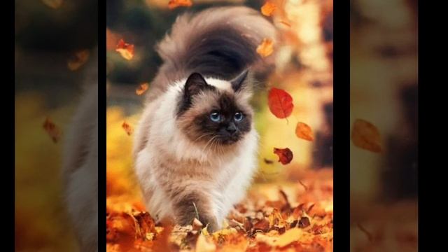берите осенние авы с котиками (2 часть) смотреть онлайн