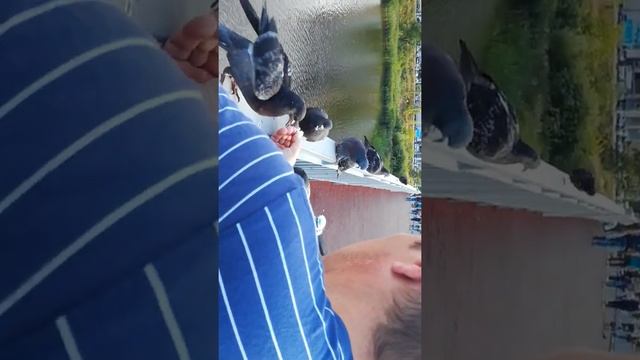 Голуби изголодались смотреть онлайн