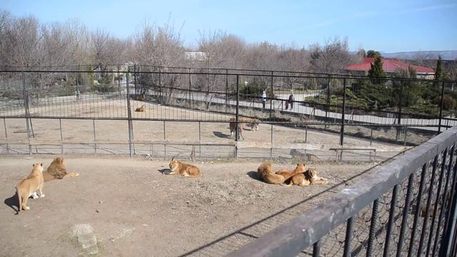 Наглость -второе счастье !!!