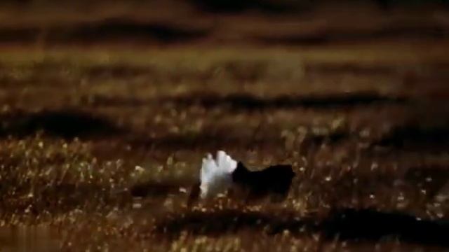 Виталий Бианки (1976) смотреть онлайн