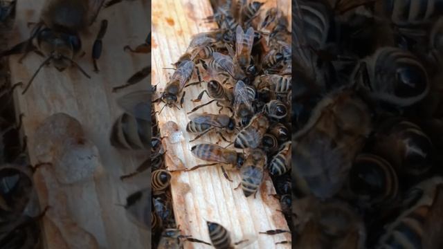 Lv_0_20240203213638.mp4