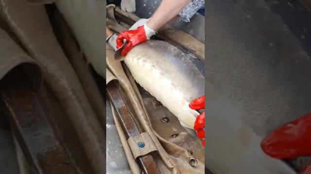 Рождение белуги смотреть онлайн