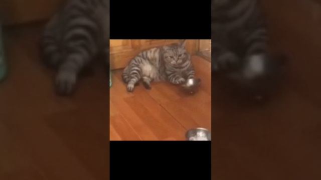 Забавные животные #кошки #собаки #танцы