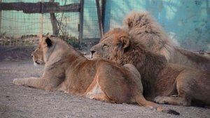 Молодой лев Леон огрызается на вожака !Львы возмущены !