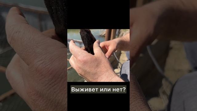 Боримся за жизнь бестера #осетр #fish #рыбалка смотреть онлайн