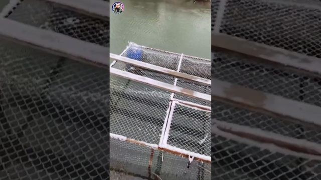 Бестер на зимовке #белуга #осетр #рыбалка смотреть онлайн