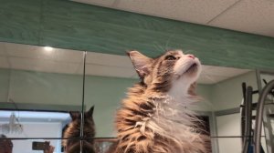 Кот чистит зубы веревкой. Удивительное видео!