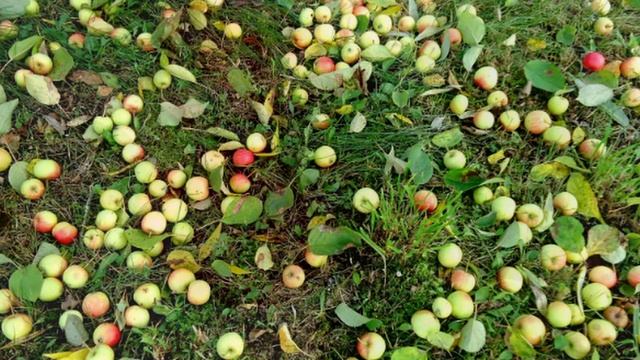 ДАЧА: ИЗ ВЕСНЫ В ОСЕНЬ (продолжение)1 смотреть онлайн