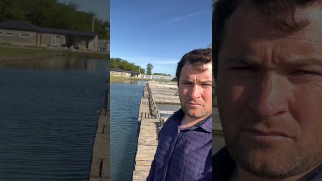 Гаджи Осетр #осетр #белуга #рыбалка #икра #стерлядь #черная #чернаяикра смотреть онлайн