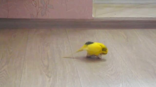 Как попугай насилует игрушку!!! Ему нужна подружка!))) смотреть онлайн